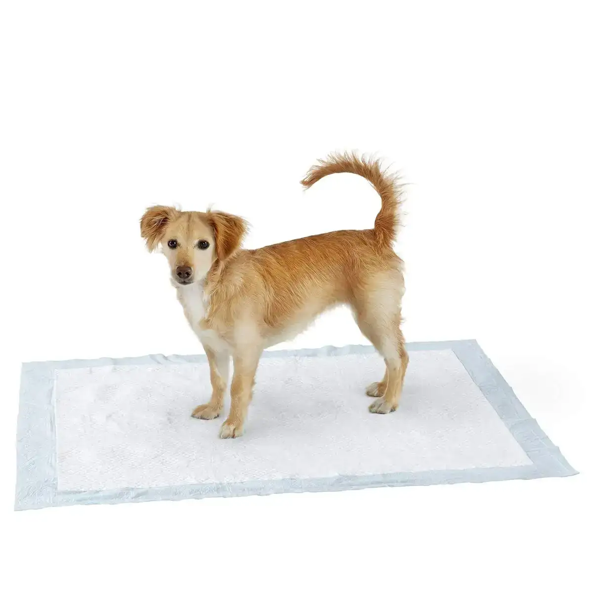 Alese amazon basics trp60xlc blanc xl reconditionne d _8603. DIAYTAR COTE D'IVOIRE - Où Votre Shopping Prend Vie. Explorez notre boutique en ligne pour trouver des articles qui vous ressemblent et qui ajoutent de l'éclat à votre quotidien.