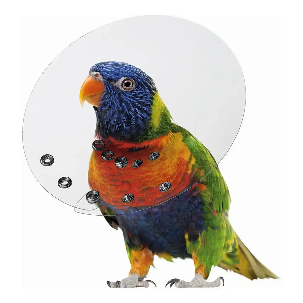 Collier de protection isabelino pour les oiseaux kvp saftshield transparent 5 1 7 cm _3007. DIAYTAR COTE D'IVOIRE - Où Chaque Détail Fait la Différence. Parcourez notre sélection soignée et choisissez des articles qui rehaussent votre quotidien, du fonctionnel à l'esthétique.