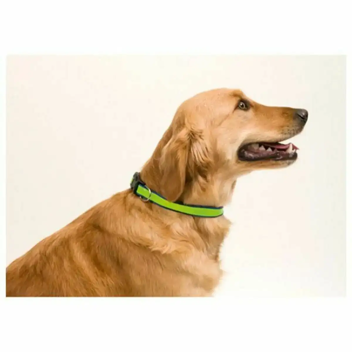 Collier pour chien 143063 20 unites _1139. Bienvenue chez DIAYTAR COTE D'IVOIRE - Où Chaque Achat est un Geste d'Amour. Découvrez notre sélection minutieuse et choisissez des articles qui témoignent de votre passion.