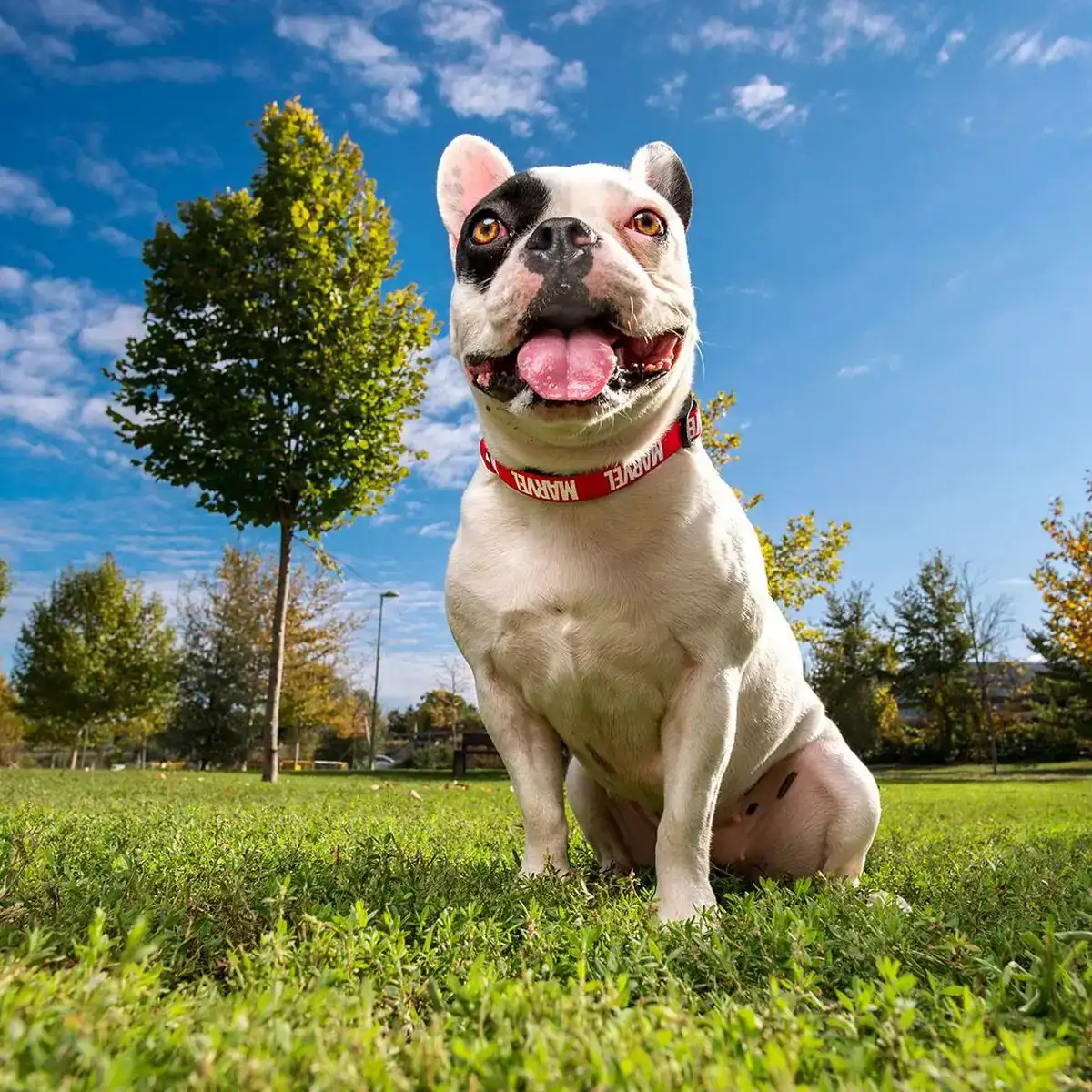 Collier pour chien marvel s m rouge_9099. DIAYTAR COTE D'IVOIRE - Votre Destination pour un Shopping Réfléchi. Découvrez notre gamme variée et choisissez des produits qui correspondent à vos valeurs et à votre style de vie.