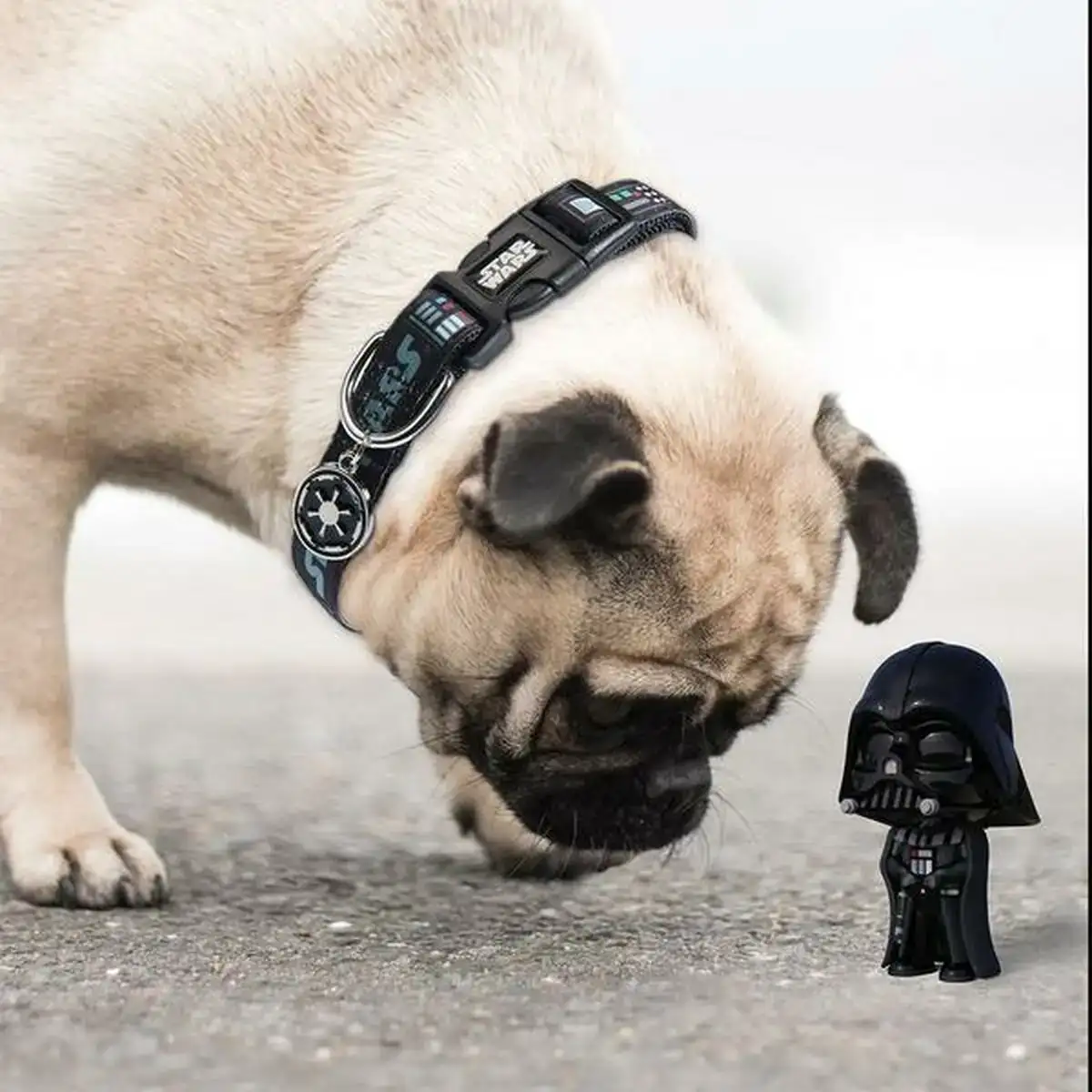 Collier pour chien star wars noir s m_6593. DIAYTAR COTE D'IVOIRE - Où Choisir est une Célébration de l'Artisanat. Explorez notre boutique en ligne et choisissez des articles qui incarnent l'art et le savoir-faire du Côte d'Ivoire.