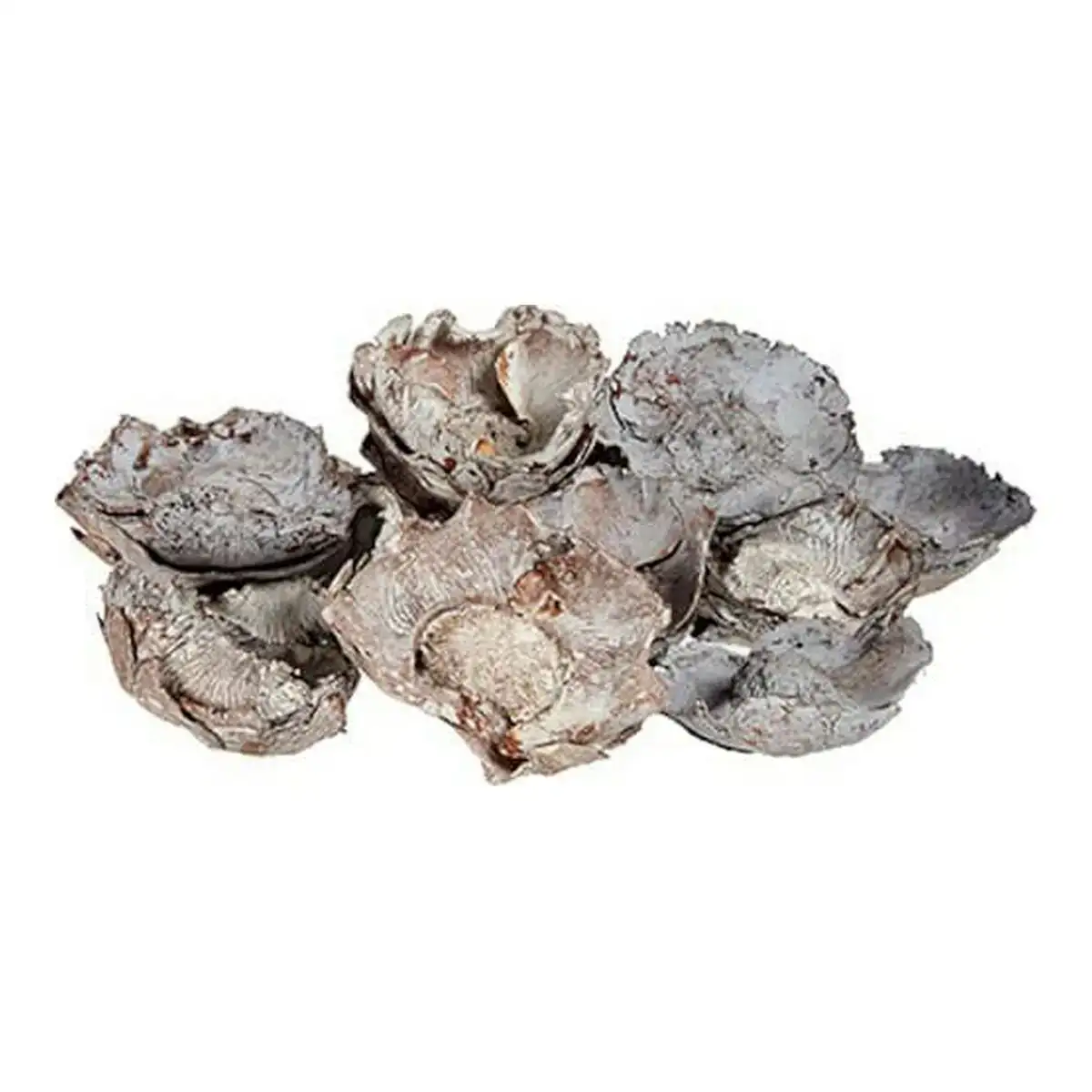 Fleurs decoratives 76714 seches 9 x 27 x 9 cm naturel_3889. Bienvenue sur DIAYTAR COTE D'IVOIRE - Votre Fenêtre sur le Shopping Moderne. Parcourez notre boutique en ligne et découvrez des produits qui incarnent l'évolution du style et de la qualité.