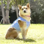 Gilet pour chien innovagoods ig813888 reconditionne b _8180. DIAYTAR COTE D'IVOIRE - Votre Passage vers la Découverte. Explorez notre boutique en ligne pour trouver des trésors qui vous attendent, du traditionnel à l'avant-garde.