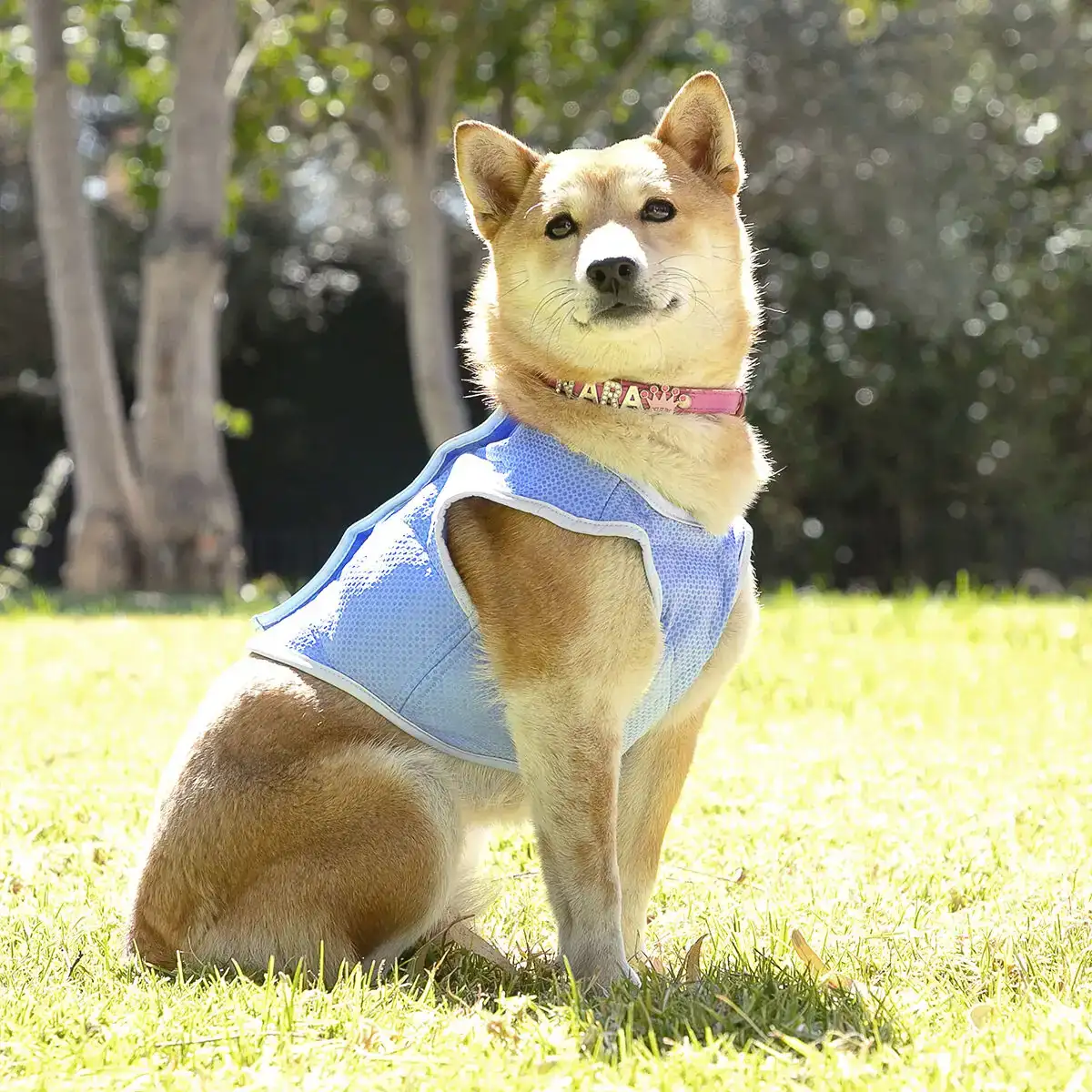 Gilet pour chien innovagoods ig813888 reconditionne b _8180. DIAYTAR COTE D'IVOIRE - Votre Passage vers la Découverte. Explorez notre boutique en ligne pour trouver des trésors qui vous attendent, du traditionnel à l'avant-garde.