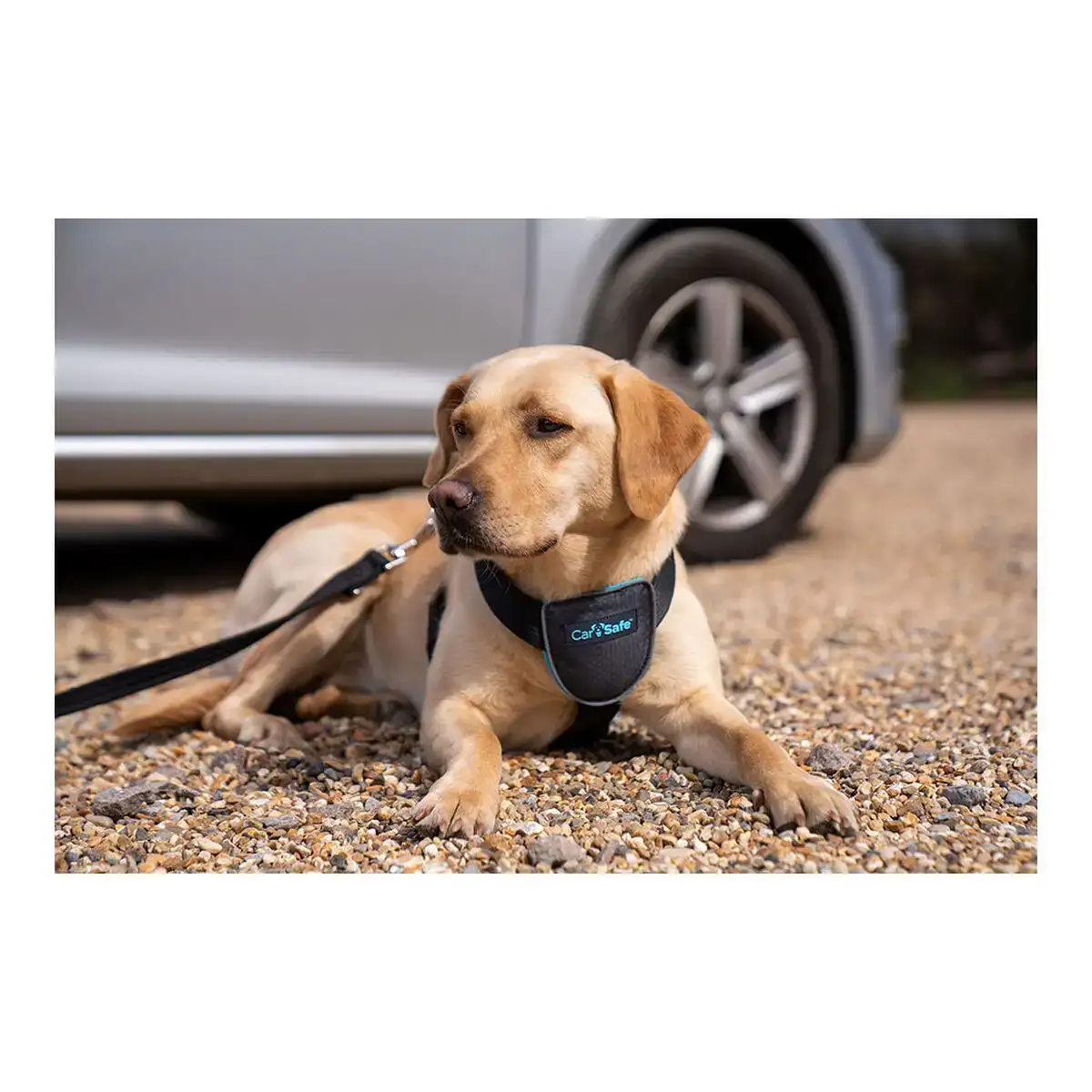 Harnais pour Chien Company of Animals CarSafe Noir Taille M – Image 5