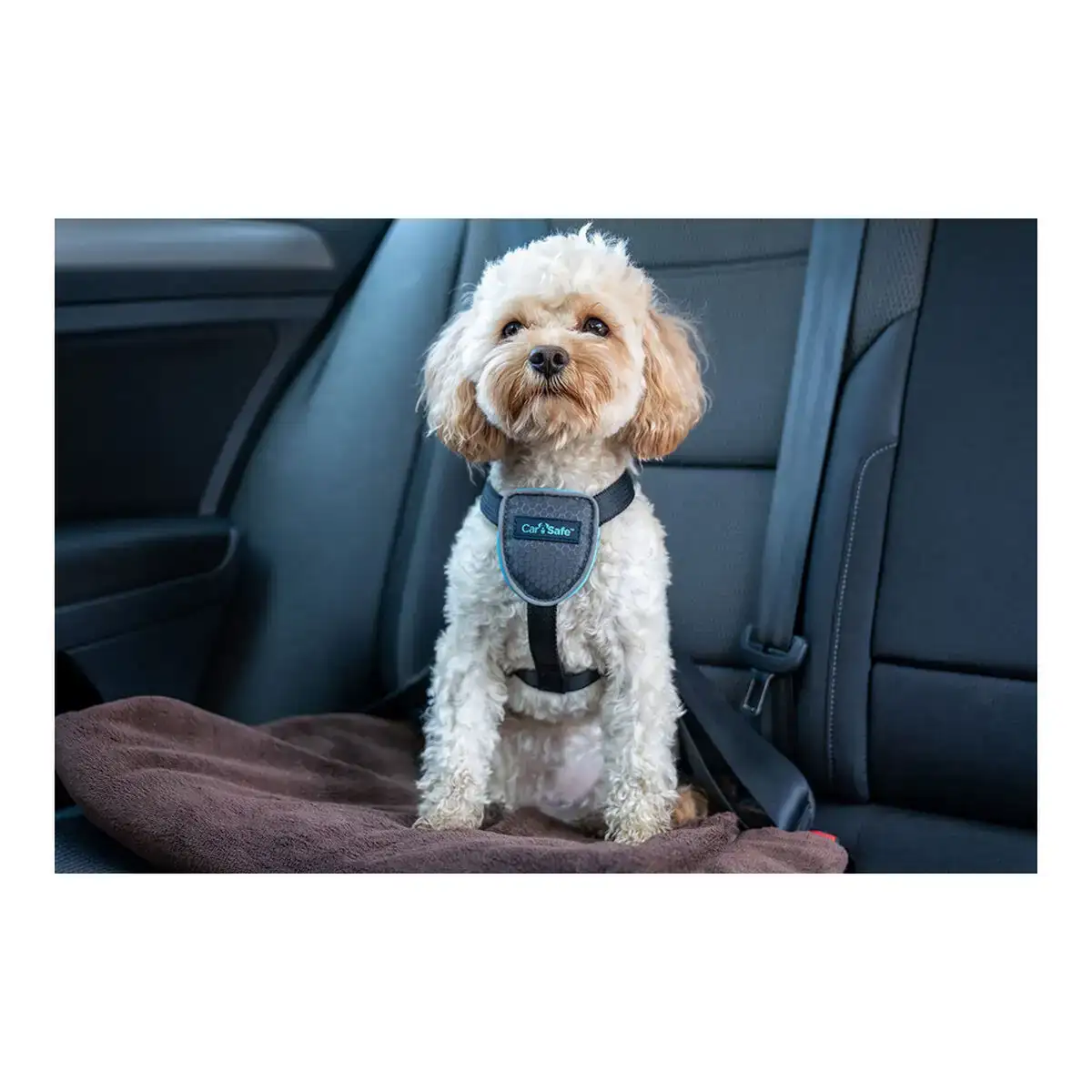 Harnais pour chien company of animals carsafe noir taille s_7274. DIAYTAR COTE D'IVOIRE - Où la Qualité et la Diversité Fusionnent. Explorez notre boutique en ligne pour découvrir une gamme variée de produits qui incarnent l'excellence et l'authenticité.