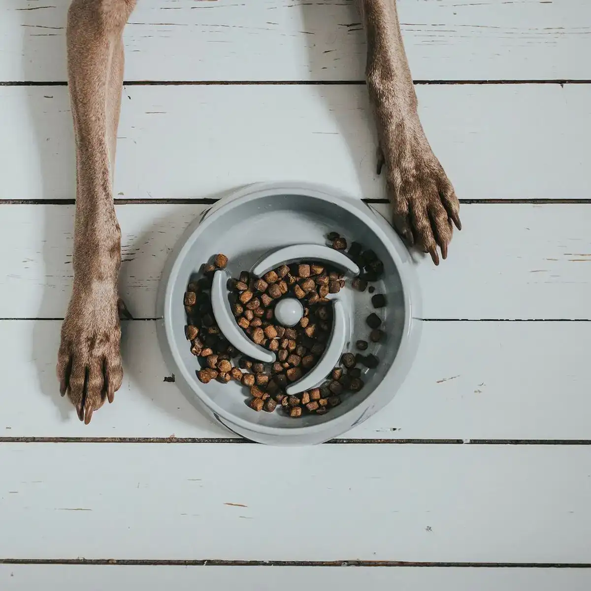 Mangeoire pour chiens hunter melamine 900 ml_3652. DIAYTAR COTE D'IVOIRE - Là où Chaque Produit Est une Trouvaille. Parcourez notre catalogue diversifié et découvrez des articles qui enrichiront votre quotidien, du pratique à l'insolite.