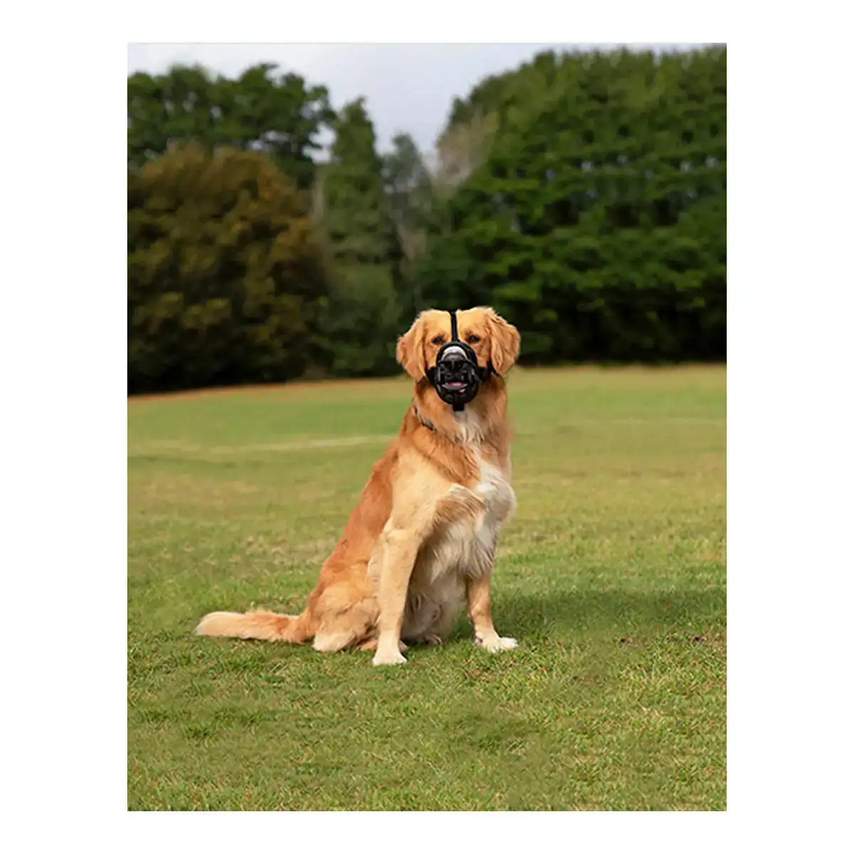 Museliere company of animals baskerville ultra noir 6 x 26 cm _5857. Bienvenue sur DIAYTAR COTE D'IVOIRE - Où l'Authenticité Rencontre le Confort. Plongez dans notre univers de produits qui allient tradition et commodité pour répondre à vos besoins.