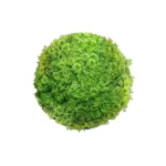 Plante decorative ballon mousse 20 x 20 x 20 cm_5018. DIAYTAR COTE D'IVOIRE - Où Chaque Produit est une Promesse de Qualité. Explorez notre boutique en ligne et choisissez des produits qui répondent à vos exigences élevées.