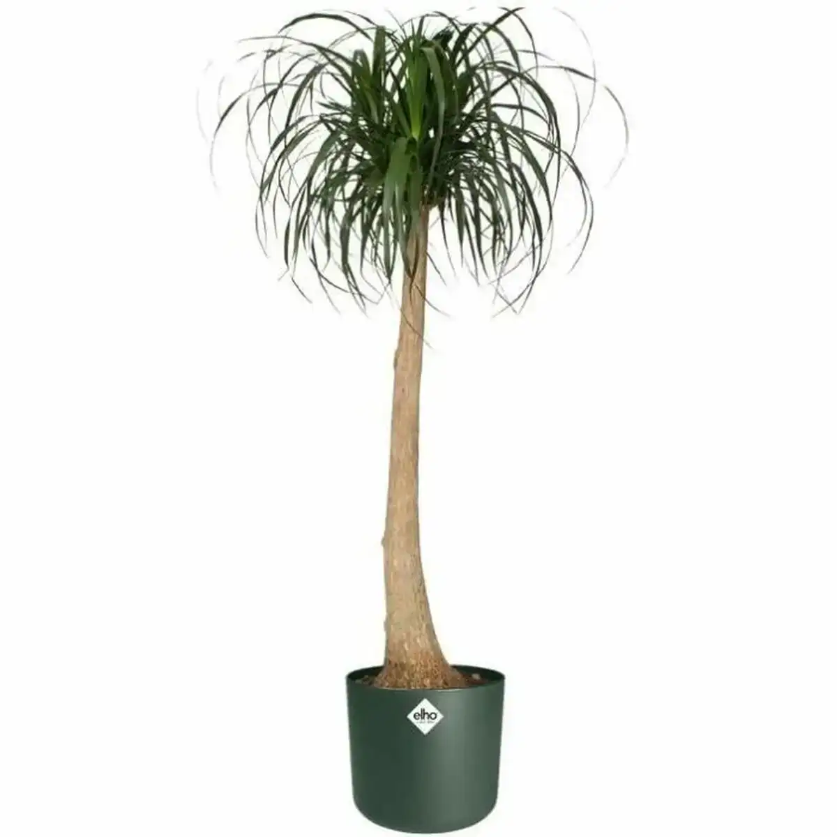 Pot elho o 25 cm ronde vert plastique_7219. DIAYTAR COTE D'IVOIRE - Votre Plateforme Shopping, Votre Choix Éclairé. Explorez nos offres et choisissez des articles de qualité qui reflètent votre style et vos valeurs.