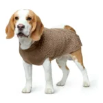 Pull pour chien hunter malmo_7515. Bienvenue sur DIAYTAR COTE D'IVOIRE - Où le Shopping est une Affaire Personnelle. Découvrez notre sélection et choisissez des produits qui reflètent votre unicité et votre individualité.
