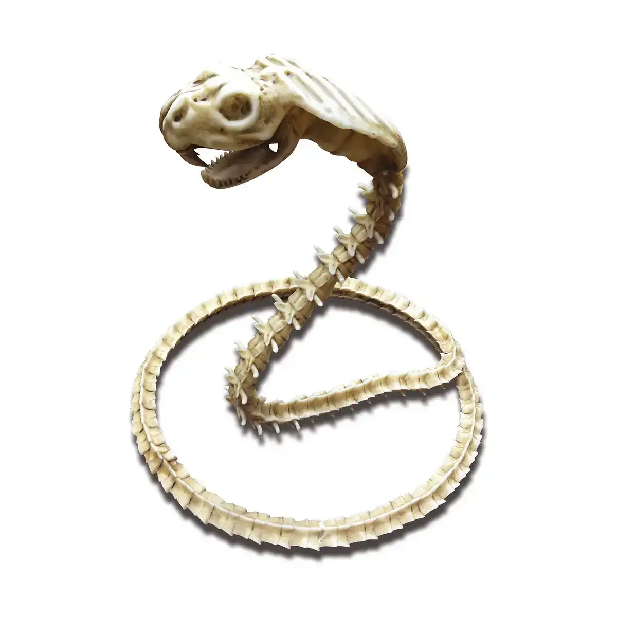 Serpent my other me 50 x 43 x 13 cm_7539. Bienvenue chez DIAYTAR COTE D'IVOIRE - Votre Plateforme Shopping pour Tous. Découvrez un large éventail de produits qui célèbrent la diversité et la beauté du Côte d'Ivoire.