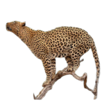 Tableau décoratif mural leopard 80 l, 60 x l, 2,6 x h, 80 cm