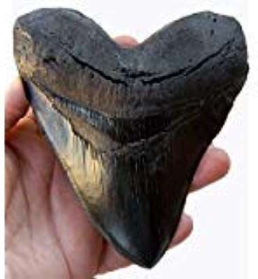 Carcharodon mgallodon dents du prehistoric planet store 55. Plongez dans l'univers des bonnes affaires avec DIAYTAR COTE D'IVOIRE  ! Notre boutique en ligne vous propose une sélection de produits discount dans différents domaines, allant des indispensables de la maison aux dernières tendances en matière de mode et de technologie. Naviguez à travers notre catalogue et profitez d'offres à ne pas manquer.