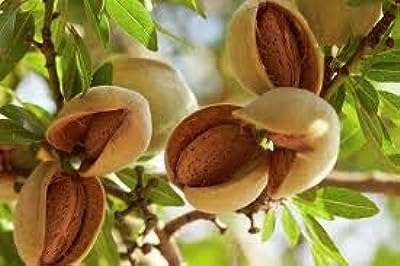 20 graines d'amandier nain. Bienvenue chez DIAYTAR COTE D'IVOIRE, votre destination de choix pour dénicher des bonnes affaires en ligne. Explorez notre sélection de produits discount allant des indispensables de la maison aux dernières nouveautés informatiques et mode, et profitez de notre engagement à vous offrir des prix compétitifs.