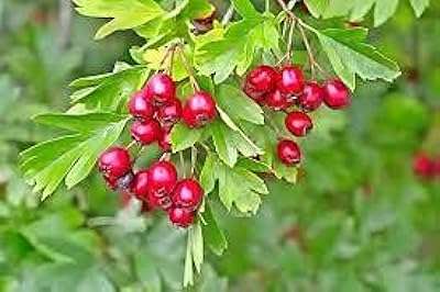 Simi de fleur de canne à sucre lili. Faites des économies sans sacrifier la qualité sur DIAYTAR COTE D'IVOIRE, votre boutique en ligne discount ultime. Découvrez notre sélection soigneusement choisie de produits dans divers domaines, allant de l'informatique à la mode, et bénéficiez de prix imbattables. Faites-vous plaisir tout en respectant votre budget chez nous.
