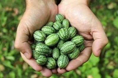 15 graines de cucamelon. Ne cherchez plus, DIAYTAR COTE D'IVOIRE  est la boutique en ligne qu'il vous faut pour trouver tout ce dont vous avez besoin à petit prix ! Du petit électroménager aux articles de mode tendance en passant par les dernières technologies, explorez notre vaste catalogue et réalisez de véritables bonnes affaires !