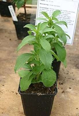 100 graines de stevia stevia un substitut du sucre 30 à. DIAYTAR COTE D'IVOIRE  - des réductions incroyables sur tous les produits dont vous avez besoin. Parcourez notre boutique en ligne pour découvrir des offres discount sur des centaines d'articles, allant de la mode aux appareils électroménagers dernier cri.