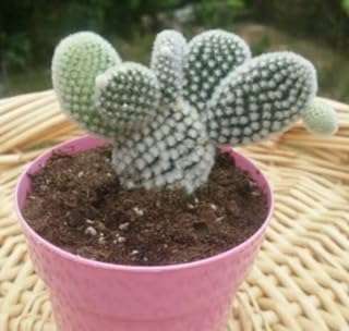 Bunny ears cactus 20 graines opuntia microdasys var. albispina expédition le jour. DIAYTAR COTE D'IVOIRE  vous offre des produits discount exceptionnels, sans compromis sur la qualité. Parcourez notre sélection variée comprenant des appareils électroménagers fiables, des gadgets innovants et des tendances mode à des prix défiant toute concurrence.
