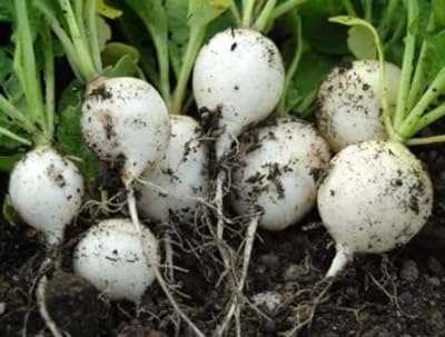 Légumes radis blanc réfrigéré 605 graines grade a. DIAYTAR COTE D'IVOIRE, votre destination en ligne pour des produits discount de qualité. Avec notre large choix de produits allant de la maison à la technologie, en passant par la mode et les gadgets, vous êtes assuré de trouver tout ce dont vous avez besoin à des prix défiant toute concurrence.