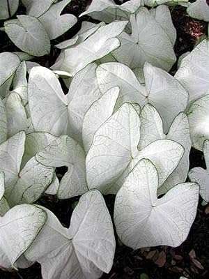 25 graines de fleurs de lys canna. DIAYTAR COTE D'IVOIRE  - la référence en matière de shopping en ligne à prix réduit. Trouvez tout ce dont vous avez besoin pour votre maison, de l'électroménager pratique aux articles de mode tendance, en passant par les dernières innovations technologiques. Faites des économies sans compromettre la qualité avec notre selection de produits discount de confiance.