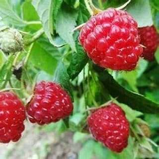 50 graines de framboise rouge. Ne cherchez plus, DIAYTAR COTE D'IVOIRE  est là pour vous offrir les meilleurs deals en ligne ! Explorez notre vaste sélection de produits à prix réduits, incluant tout ce dont vous avez besoin pour votre maison, votre cuisine, votre garde-robe et bien plus encore. Profitez de nos offres discount sur les dernières tendances et économisez tout en restant à la pointe de la mode.