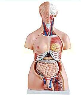 23 pièces de 85 cm de long modèle anatomique médical des organes internes du corps. Plongez dans l'univers de DIAYTAR COTE D'IVOIRE, votre boutique en ligne de référence pour des offres discount incroyables. Des indispensables pour la maison aux appareils électroménagers haut de gamme, en passant par les produits informatiques de qualité et les articles de mode tendance, nous sommes là pour vous offrir une expérience shopping exceptionnelle à des prix défiant toute concurrence. Ne manquez pas cette opportunité de faire des économies tout en ajoutant de la valeur à votre quotidien !