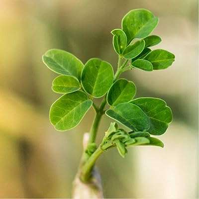 Graines de moringa 20 pièces de graines d'arbres fraîches toute l'année ont une valeur. Besoin d'un produit de haute technologie sans vous ruiner ? DIAYTAR COTE D'IVOIRE  est le spécialiste des gadgets et accessoires tech à prix cassés. Des enceintes bluetooth aux montres connectées, en passant par les écouteurs sans fil, nous mettons à votre disposition une sélection de produits innovants qui vous faciliteront la vie à petit prix. Vivez la technologie sans compromettre votre budget !