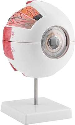 Crazy purchase modèle de globe oculaire humain modèle à grossissement 6x amovible clairement pour l'anatomie. DIAYTAR COTE D'IVOIRE  : votre destination shopping discount ! Découvrez notre boutique en ligne généraliste qui vous offre une multitude de produits à prix cassés, allant de l'électroménager à l'informatique en passant par la mode et les gadgets. Faites le choix du meilleur rapport qualité-prix et trouvez tout ce dont vous avez besoin en visitant notre site dès maintenant !