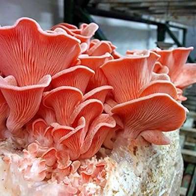Graines 15pcs graines de légumes d'ail. DIAYTAR COTE D'IVOIRE  - la meilleure adresse en ligne pour des achats discount dans tous les domaines ! Découvrez notre vaste choix de produits, de la maison à l'électroménager en passant par l'informatique et la mode. Profitez des réductions incroyables sur des articles de qualité, vous permettant d'économiser sans compromis. Avec des options de livraison rapides et notre engagement envers votre satisfaction, bénéficiez d'une expérience d'achat en ligne sans tracas chez nous !