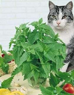 200 graines d'herbe à chat menthe nepeta cataria (plante chat). Bienvenue sur DIAYTAR COTE D'IVOIRE, votre magasin en ligne préféré pour des offres imbattables sur une variété de produits. Faites des économies substantielles sur des articles de maison, d'informatique et d'électroménager, tout en découvrant les dernières tendances en matière de mode et de gadgets indispensables.
