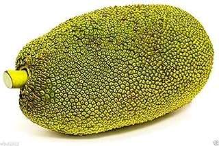 5 graines de jacquier géant grand mère le plus gros fruit du monde. DIAYTAR COTE D'IVOIRE, le site qui rend le shopping abordable pour tous ! Découvrez des offres incroyables sur une variété de produits essentiels, de la maison aux dernières tendances mode, en passant par l'électroménager et l'informatique. Ne manquez pas nos offres limitées et économisez gros sur vos achats en ligne !