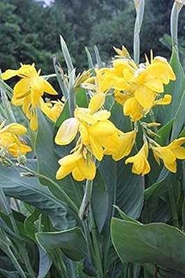 Graines de lys canna 50pcs. Besoin de dépenser moins sans renoncer à la qualité ? DIAYTAR COTE D'IVOIRE  est là pour vous ! Explorez notre catalogue en ligne et découvrez une multitude de produits discount pour la maison, l'électroménager, l'informatique et la mode, qui répondront à tous vos besoins tout en respectant votre budget.