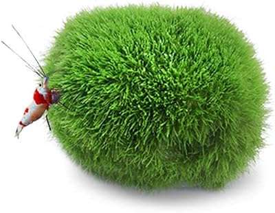 Simulation boule d'algues plantes aquatiques poissons crevettes aquarium micro algues décoration. À la recherche de produits discount de qualité ? Ne cherchez plus ! DIAYTAR COTE D'IVOIRE  vous propose une sélection variée d'articles pour la maison, l'électroménager, l'informatique et la mode à des prix imbattables. N'hésitez plus et faites des économies en optant pour nos offres attractives !