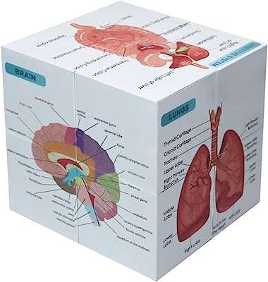 Ensemble d'affiches d'anatomie humaine pour étudiants en médecine 393 pouces cube. Vous recherchez des produits discount de qualité ? Ne cherchez plus ! DIAYTAR COTE D'IVOIRE  propose une gamme étendue de produits allant de la maison à l'électroménager, de l'informatique à la mode. Faites des économies tout en comblant vos besoins avec notre boutique en ligne.
