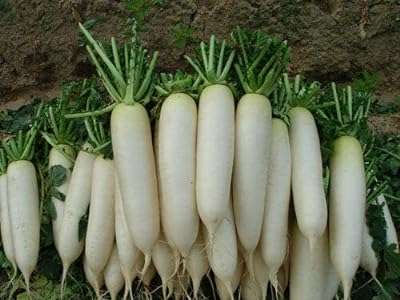 Graines de radis blanc * 5 pouces fruit croustillant et doux. DIAYTAR COTE D'IVOIRE, votre destination en ligne pour des achats malins : explorez nos catégories variées telles que la maison, l'électroménager, l'informatique et la mode, et découvrez des produits discount à prix défiant toute concurrence. Faîtes-vous plaisir sans vous ruiner avec DIAYTAR COTE D'IVOIRE !