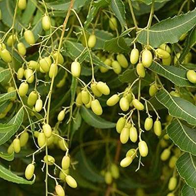 25 morceaux de graines de neem. DIAYTAR COTE D'IVOIRE, la référence des bonnes affaires en ligne ! Explorez notre boutique et découvrez une sélection variée de produits, de la maison à l'informatique en passant par la mode et les gadgets. Profitez de nos prix compétitifs et achetez en toute confiance. Faites de DIAYTAR COTE D'IVOIRE  votre allié shopping, vous ne le regretterez pas.