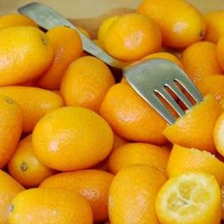 Graines de kumquat. Faites des économies sans sacrifier la qualité sur DIAYTAR COTE D'IVOIRE, votre boutique en ligne discount ultime. Découvrez notre sélection soigneusement choisie de produits dans divers domaines, allant de l'informatique à la mode, et bénéficiez de prix imbattables. Faites-vous plaisir tout en respectant votre budget chez nous.