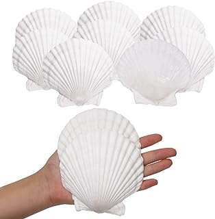 Giftest 10 pièces de coquillages blancs pour l'artisanat la pâtisserie la restauration le service. DIAYTAR COTE D'IVOIRE  - la source ultime de produits discount pour toutes vos envies. Parcourez notre gamme variée, allant de l'informatique à la mode et choisissez parmi une multitude de produits de qualité à des prix qui font sourire votre portefeuille.