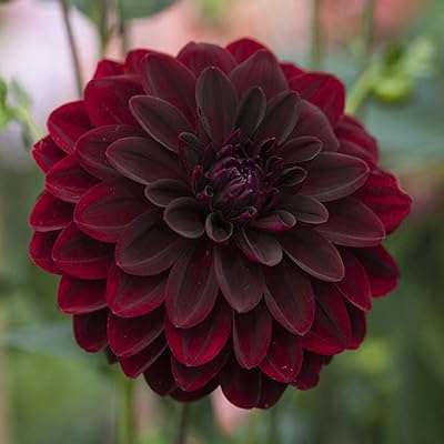 Graines de fleurs des prés sauvages graines ornementales dahlia d'intérieur faciles. Vous cherchez à faire des économies sans sacrifier la qualité ? Faites confiance à DIAYTAR COTE D'IVOIRE, votre boutique en ligne où vous trouverez une large sélection d'articles discount pour tous les goûts. Profitez de nos prix compétitifs sur des produits allant de la maison à l'électroménager, en passant par l'informatique et la mode.