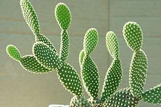Graines de cactus bunny ears 20 graines cactus exotiques populaires pour la culture. DIAYTAR COTE D'IVOIRE  est votre destination en ligne pour des produits discount de qualité supérieure. Explorez notre vaste catalogue comprenant des articles pour la maison, de l'électroménager dernier cri, des gadgets high-tech et des vêtements tendance à des prix défiant toute concurrence.