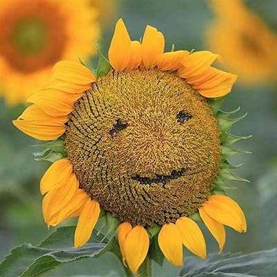 Graines de fleurs sauvages des prairies graines de tournesol nain tournesol ours en peluche. DIAYTAR COTE D'IVOIRE  - votre destination en ligne pour des produits à prix cassés. Faites des économies sur des articles essentiels pour la maison, l'informatique, la mode et les gadgets, et offrez-vous le luxe de ne pas vous ruiner. Avec notre sélection vaste et variée, vous trouverez tout ce dont vous avez besoin, sans compromis.