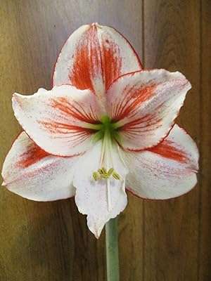2 ampoules d'amaryllis de couleurs mélangées plantes de jardin d'intérieur exotiques à. Plongez dans l'univers de DIAYTAR COTE D'IVOIRE, votre boutique en ligne généraliste spécialisée dans les produits discount. Explorez notre large variété d'articles allant de la maison à l'électroménager, en passant par l'informatique, la mode et les gadgets, le tout à des prix défiant toute concurrence. Profitez de notre expertise en matière de bonnes affaires et réalisez des économies significatives.