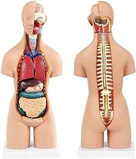 Modèle d'anatomie du torse humain (19 pièces) 55 cm humaine en plastique. Découvrez DIAYTAR COTE D'IVOIRE, votre destination en ligne pour des bonnes affaires sans compromis sur la qualité. Parcourez notre large éventail de produits discount allant de l'électroménager à l'informatique en passant par la mode et les gadgets. Faites de vraies économies en choisissant le meilleur rapport qualité-prix.
