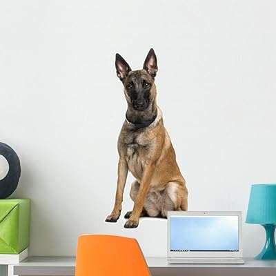 Autocollant mural à décoller et coller pour chien de berger belge. Vous cherchez des bonnes affaires en ligne ? Rendez-vous sur DIAYTAR COTE D'IVOIRE, votre destination idéale pour des produits discount dans tous les secteurs. Trouvez des offres incroyables sur des produits essentiels tels que l'électroménager, l'informatique et la mode. Économisez tout en faisant des achats intelligents chez nous.