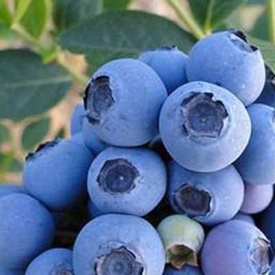 Graines de fruits pour le jardinage 20 pièces délicieux comestibles graines. Découvrez DIAYTAR COTE D'IVOIRE  - votre guichet unique pour des achats discount en ligne. Que vous recherchiez des produits électroménagers, des gadgets high-tech ou des vêtements tendance, notre boutique généraliste propose une large gamme d'articles à prix réduits pour tous les budgets. Ne manquez pas les bonnes affaires chez DIAYTAR COTE D'IVOIRE  !