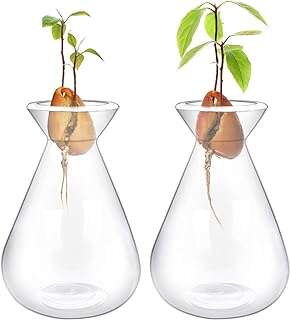 The white shop 2 pièces vases à graines d'avocat avocat en verre pour la culture. DIAYTAR COTE D'IVOIRE  - Votre solution en ligne pour des achats discount sans compromis. Plongez dans notre univers où vous trouverez tout ce dont vous avez besoin, de l'électroménager aux articles tendance en passant par les produits informatiques. Faites des économies sans sacrifier la qualité chez nous !