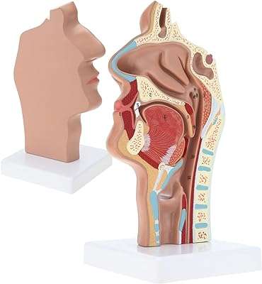 Hingones modèle médical d'anatomie de la cavité nasale humaine buccale pharynx. Bienvenue chez DIAYTAR COTE D'IVOIRE, la plateforme en ligne par excellence pour vos besoins en produits discount ! Parcourez notre sélection impressionnante, allant de l'électroménager haut de gamme aux accessoires informatiques dernier cri, des vêtements tendance aux gadgets innovants. Ne cherchez plus, nous sommes là pour rendre votre expérience de shopping abordable et inoubliable.