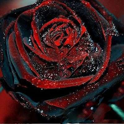 50 pièces paquet de graines de roses noires rares fleurs de jardin domestique. À la recherche de bonnes affaires ? DIAYTAR COTE D'IVOIRE  est là pour vous ! Explorez notre boutique en ligne regorgeant d'articles à prix cassés, couvrant tous les domaines, de la maison à l'électroménager, en passant par l'informatique, la mode et les gadgets. Achetez malin, économisez gros et découvrez une toute nouvelle façon de faire des emplettes en ligne.