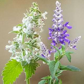 100 graines d'herbe à chat mélangées pour la plantation de menthe aromatique violette et blanche. Envie d'être à la pointe de la mode sans dépenser une fortune ? DIAYTAR COTE D'IVOIRE  vous propose une sélection de vêtements et accessoires tendance à prix cassés. Que vous cherchiez des tenues pour toute la famille ou des pièces uniques pour vous démarquer, notre boutique en ligne généraliste vous garantit des achats mode discount qui feront sensation.